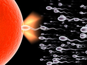 spermisitler